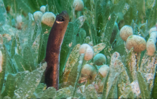 Brown Garden Eel