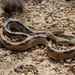 Trans-Pecos Rat Snake - Photo (c) Jason Penney, all rights reserved