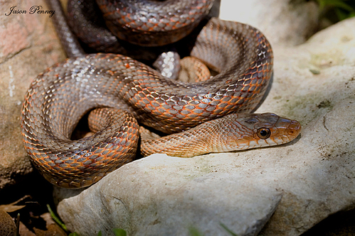 Baird's Ratsnake
