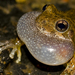 Canyon Tree Frog - Photo (c) Jason Penney, all rights reserved