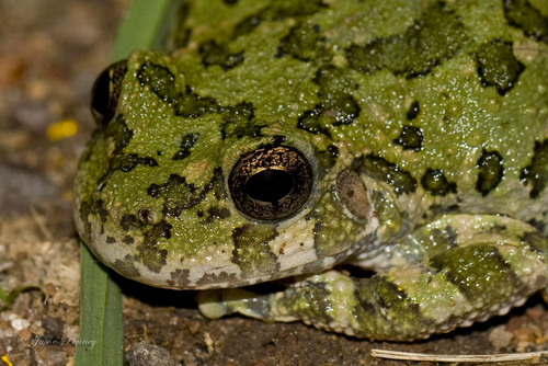 Canyon Tree Frog