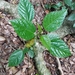 Dendrocnide photiniiphylla - Photo (c) Jodie Reynolds, όλα τα δικαιώματα διατηρούνται, uploaded by Jodie Reynolds