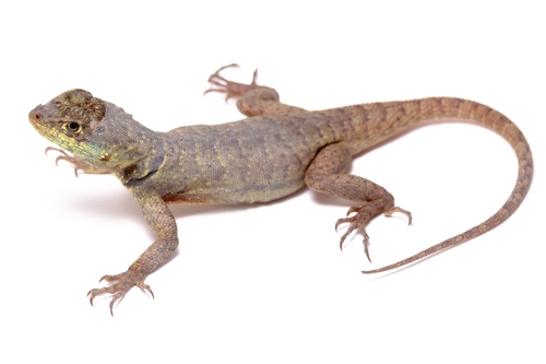 Cerrado Lava Lizard