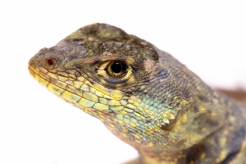 Cerrado Lava Lizard