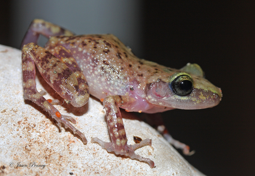 Cliff Chirping Frog
