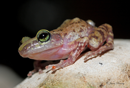 Cliff Chirping Frog