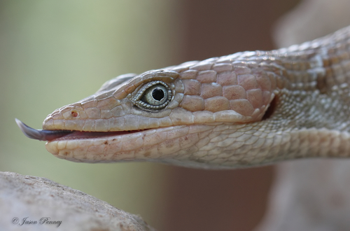 Wiegmann's alligator lizard