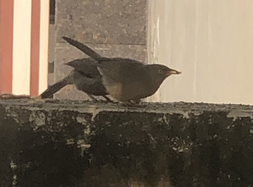 Jungle Babbler