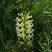Platanthera × bicolor - Photo (c) Greg J Schmidt, kaikki oikeudet pidätetään, uploaded by Greg J Schmidt