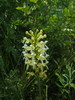 Bicolor Bog Orchid - Photo (c) Greg J Schmidt, all rights reserved, uploaded by Greg J Schmidt