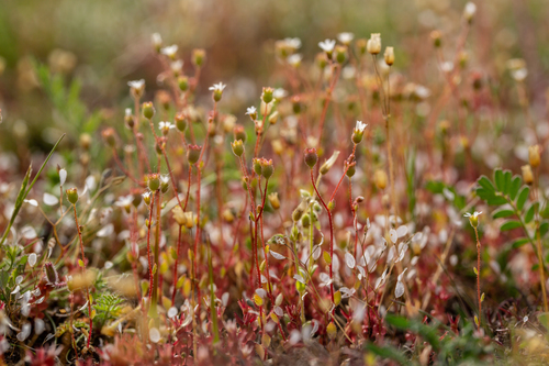 Rue-leaved Saxifrage