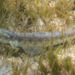 Inshore Lizardfish - Photo (c) Karl Questel, all rights reserved, uploaded by Karl Questel