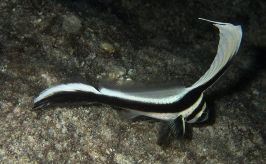 Spotted Drum