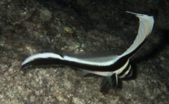 Spotted Drum