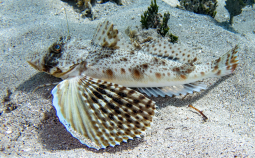 Prionotus punctatus