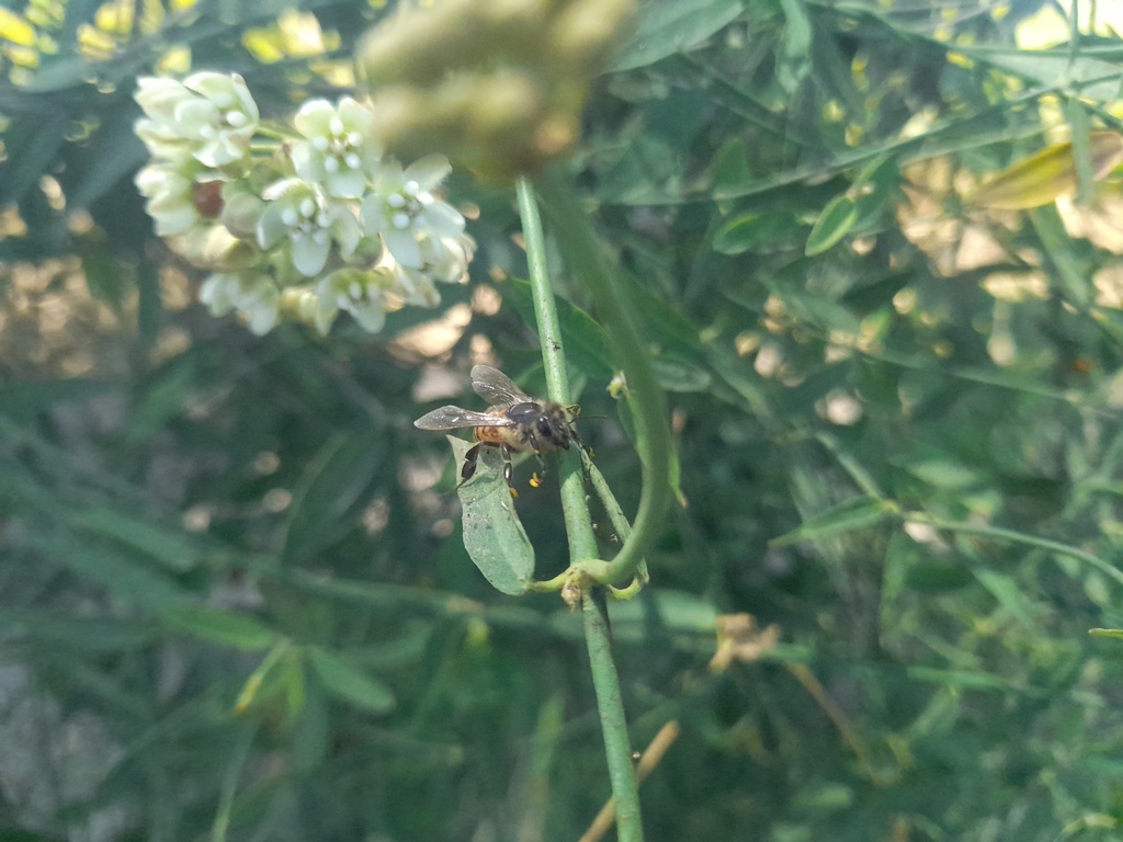 Western Honey Bee from Ferreñafe, Perú on December 12, 2021 at 11:23 AM ...