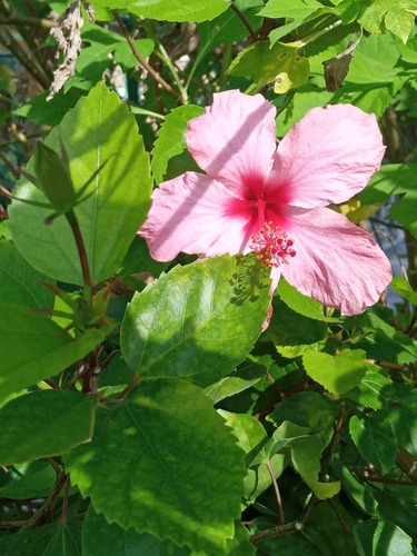 Tricolor Hibiscus (Hibiscus rosa-sinensis)