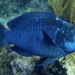 Midnight Parrotfish - Photo (c) Karl Questel, all rights reserved, uploaded by Karl Questel