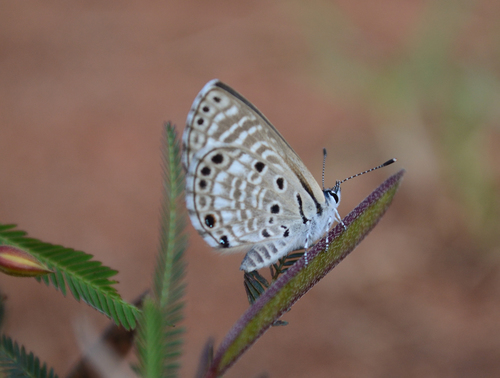 African Babul Blue