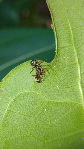Strophius nigricans