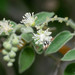Pepperbush - Photo (c) Joseph Connors, all rights reserved, uploaded by Joseph Connors