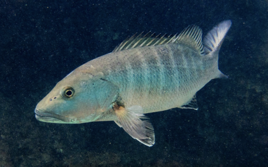 Cubera snapper