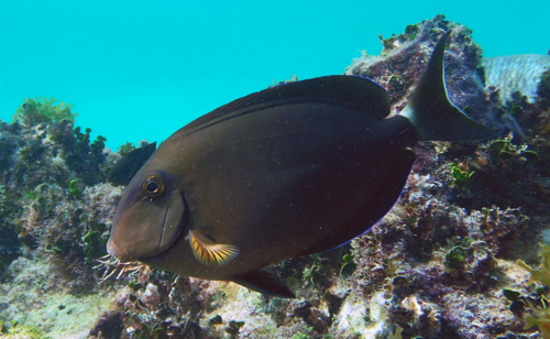 Caribbean Ocean Surgeonfish