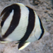 Banded Butterflyfish - Photo (c) Karl Questel, all rights reserved, uploaded by Karl Questel