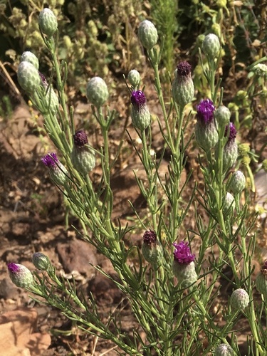Crystallopollen serratuloides