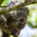 Pernambuco Dwarf Porcupine - Photo (c) Marcelo Maux, all rights reserved, uploaded by Marcelo Maux