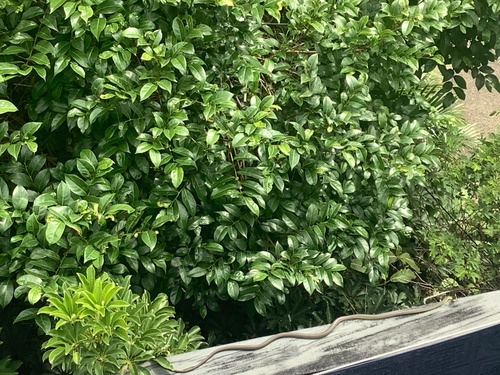 Common Tree Snake sighting