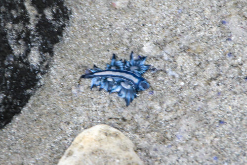 photo of Sea Swallow (Glaucus atlanticus)