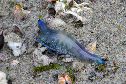 photo of Portuguese Man O' War (Physalia physalis)