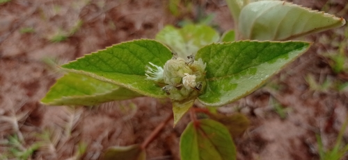 Croton solanaceus