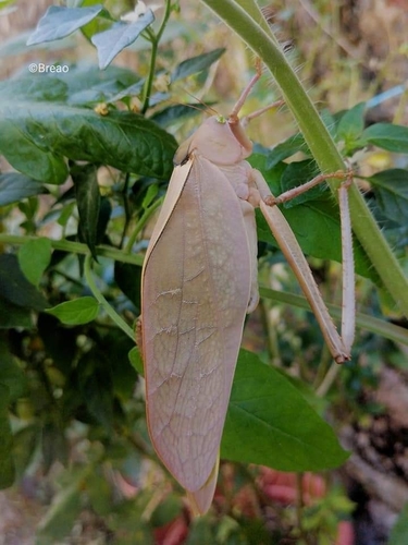 Stilpnochlora azteca