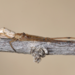 Tetragnatha gracilis - Photo (c) Karl Questel, todos los derechos reservados, uploaded by Karl Questel
