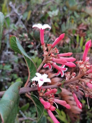 Cinchona anderssonii
