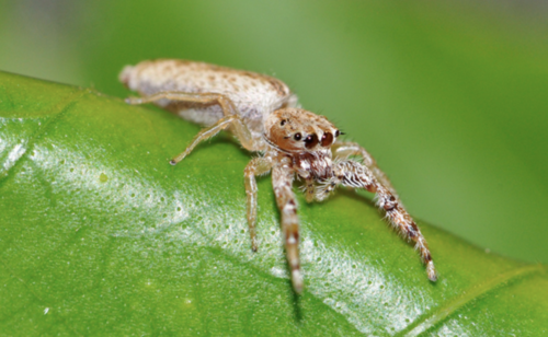 Hentzia · iNaturalist