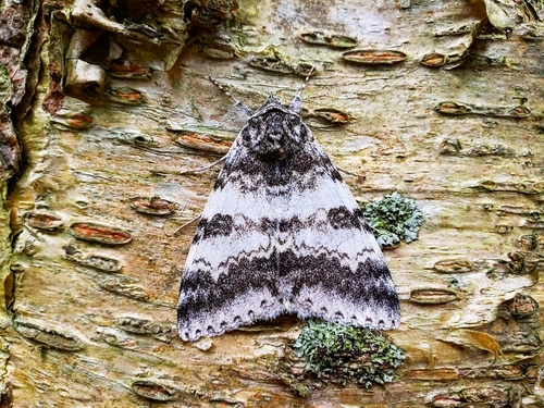 White Underwing