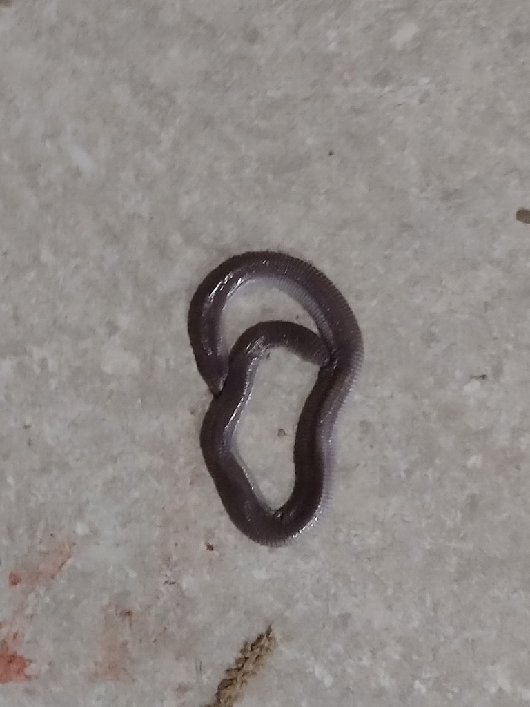 Darwin's Ringed Worm Lizard from Quilombo on December 14, 2021 at 02:30 ...