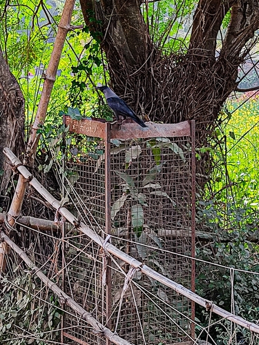 House Crow