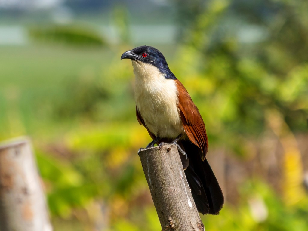 Blue-headed Coucal photo