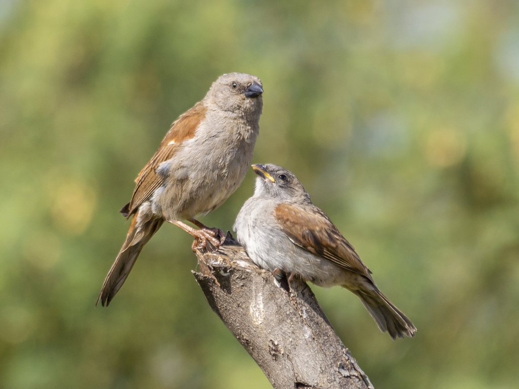 Swainson's Sparrow photo