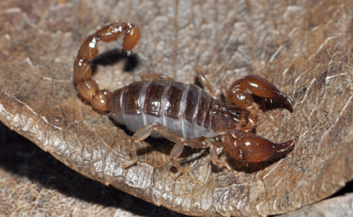 Genus Oiclus · iNaturalist