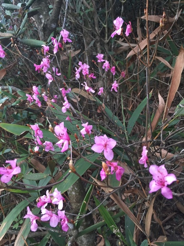 Rhododendron farrerae Sweet