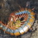 Pacific Giant Centipede - Photo (c) Karl Questel, all rights reserved, uploaded by Karl Questel