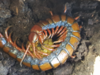 Pacific Giant Centipede - Photo (c) Karl Questel, all rights reserved, uploaded by Karl Questel
