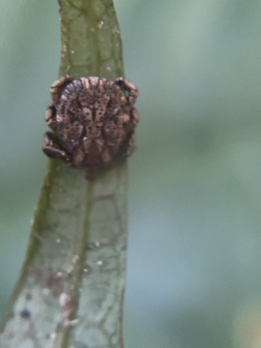 Dermacentor compactus