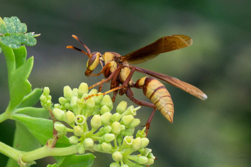 Horse Paper Wasp