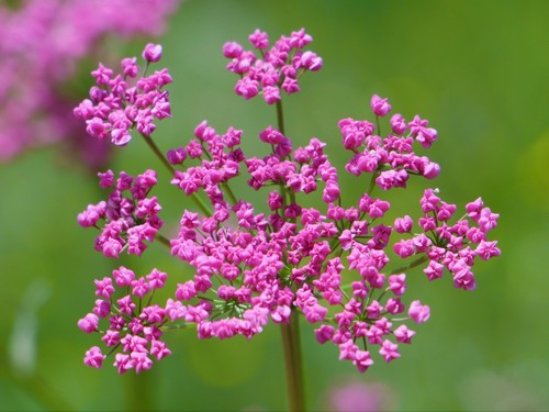 hollowstem burnet saxifrage (Pimpinella major)